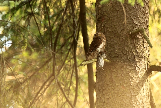 Sweczka Glaucidium passerinum