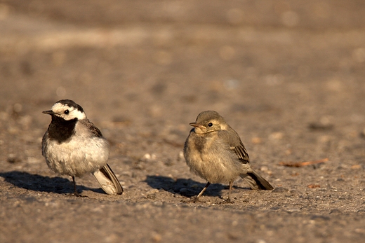 Pliszka siwa Motacilla alba