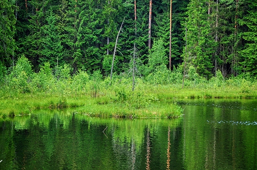 Suchar Rzepiskowy, Wigierski PN