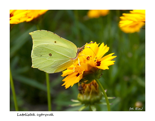 Latolistek cytrynek na nachyku