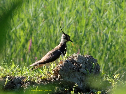 Vanellus vanellus