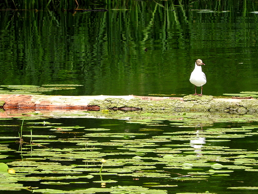 Jezioro Bedany