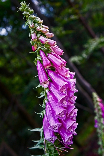 Naparstnica purpurowa