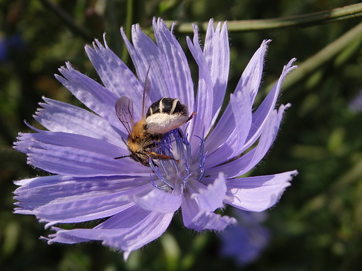 Cykoria podrnik