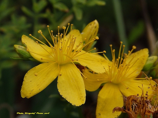 Hypericum perforatum