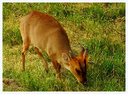 w zamojskim zoo