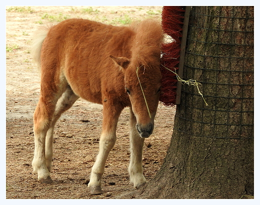 w zamojskim zoo