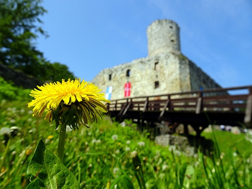 Kwiat zamku Lipowiec.