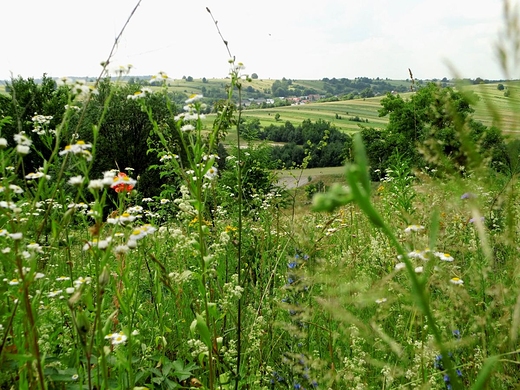 Widok z Bukowej Gry