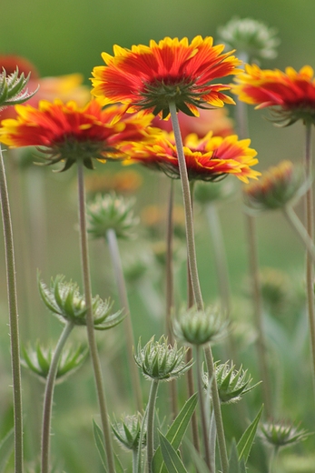 Rudbekie - kwiaty lata