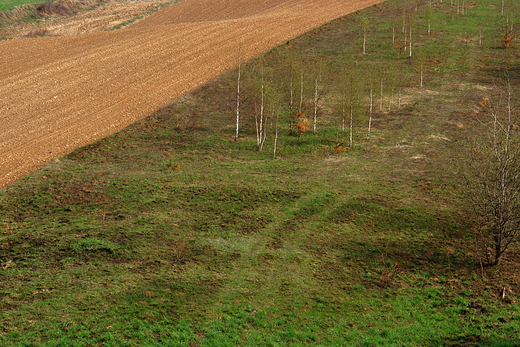 Szerzawskie pola wiosn