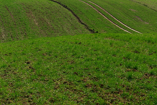 Wiosna na szerzawskich polach