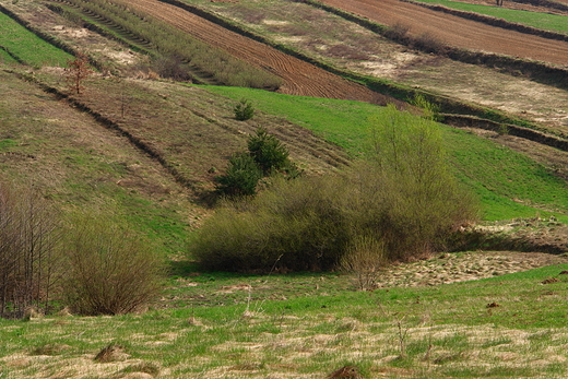 Pola w Szerzawach