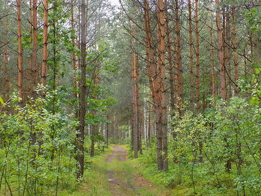 Okolica Bogucina, zielony szlak