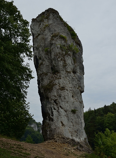 Maczuga Herkulesa