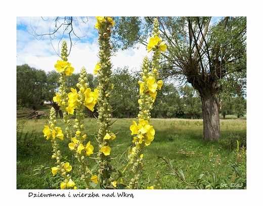 Dziewanna i wierzba nad Wkr