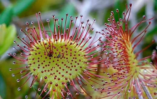 rosiczka okrgolistna Drosera rotundifolia