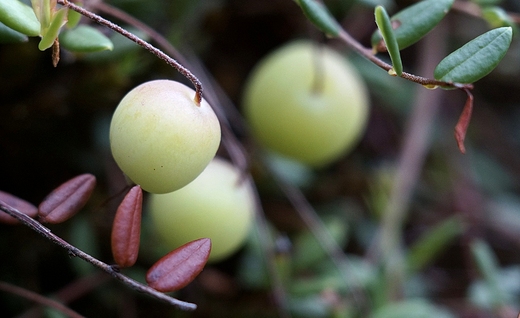 Borwka Bagienna  Vaccinium uliginosum