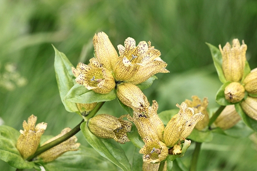 Goryczka kropkowana Gentiana punctata L.