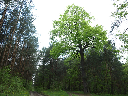 Puszcza Kozienicka