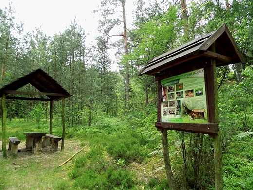 cieka przyrodnicza Kobyle Jezioro