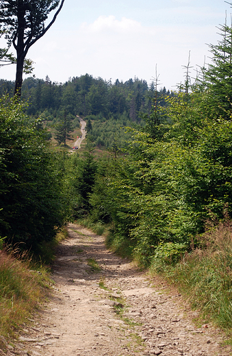 Beskid May. W drodze na Czupel - 930m npm.