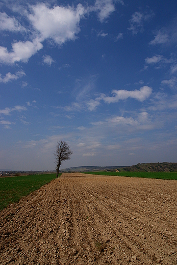 Wiosna na szerzawskich polach