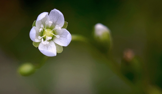 Kwiat rosiczki okrgolistnej Drosera rotundifolia