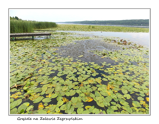 Grele na Zalewie Zegrzyskim