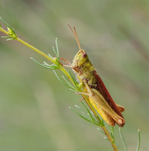 Przedstawiciel szaraczowatych