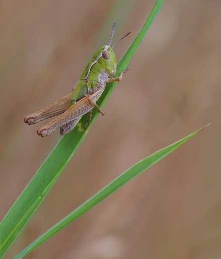 Przedstawiciel szaraczowatych