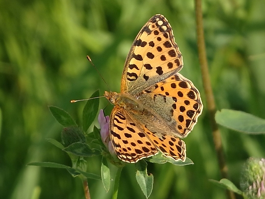 Rusaka perowiec