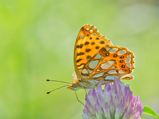 Dostojka latonia