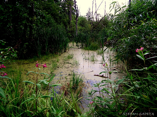 Rezerwat przyrody Jezioro uknajno-teren uznany za rezerwat przyrody ornitologicznej w 1947r.