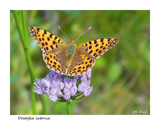 Dostojka latonia