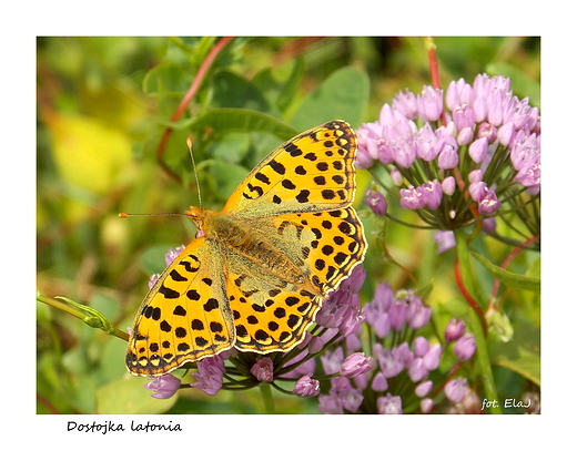 Dostojka latonia