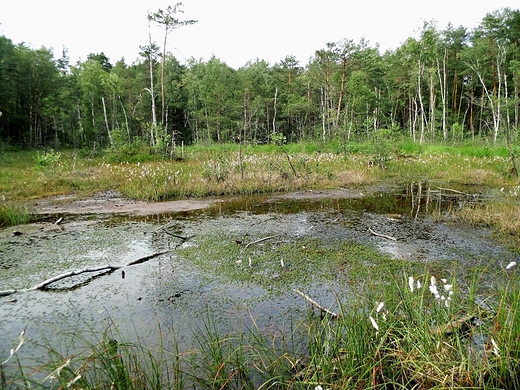 Godzikowe Bagno