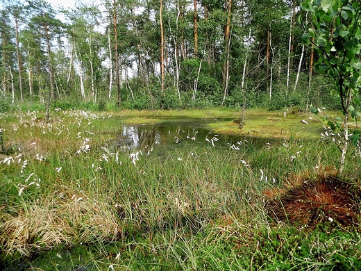 Godzikowe Bagno