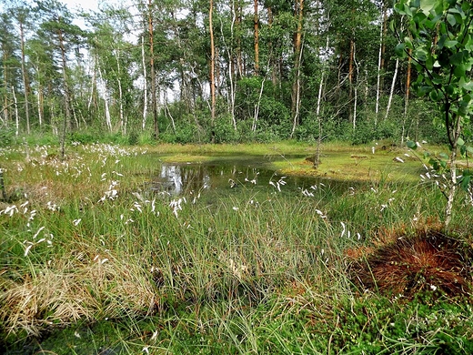 Godzikowe Bagno