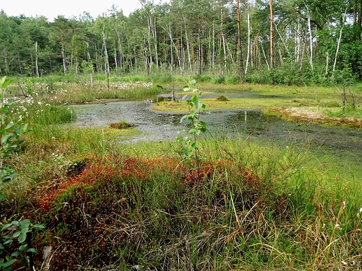 Godzikowe Bagno