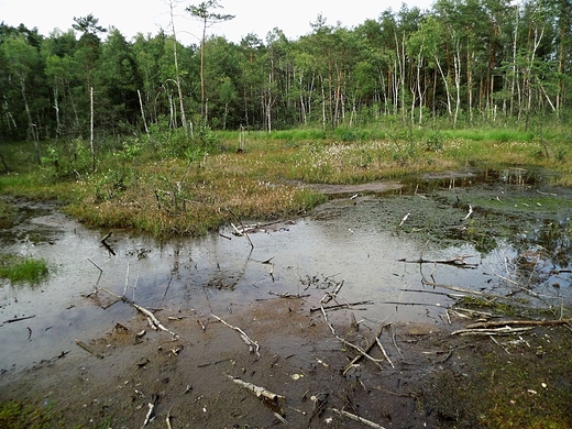 Godzikowe Bagno