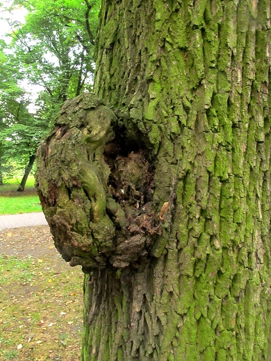Drzewo z otwartym brzuchem
