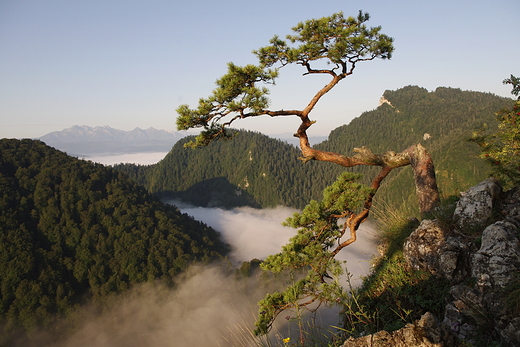 Pieniny