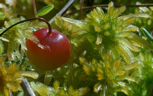 Borwka Bagienna Vaccinium uliginosum