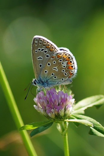 Motyli czas