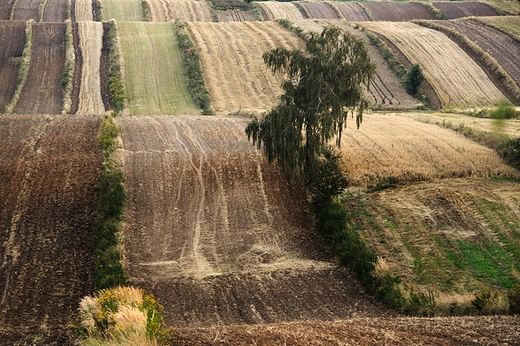 A na polach ju jesie. Roztocze, Antoniwka