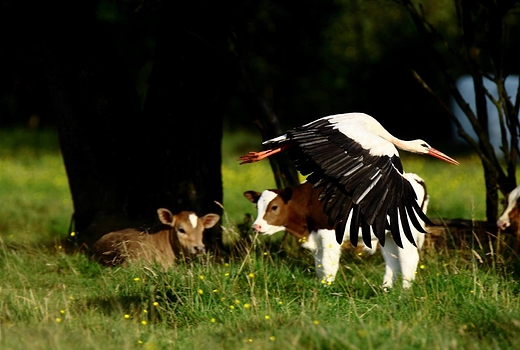 Bocian biay Ciconia ciconia