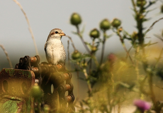 Gsiorek Lanius collurio