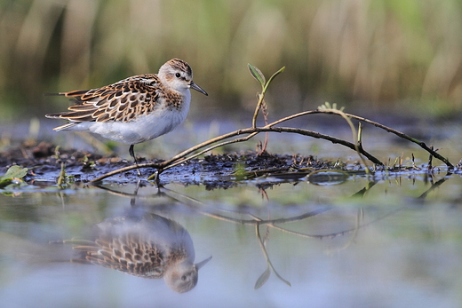 Biegus malutki Calidris minuta