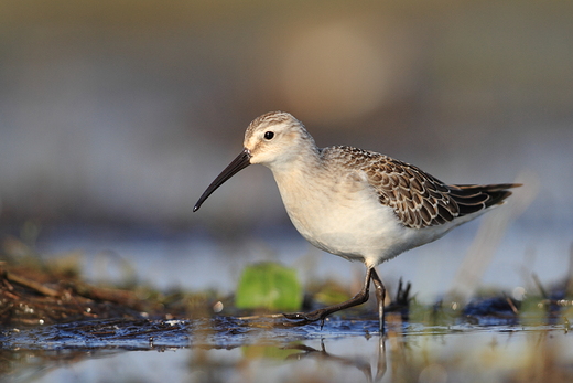 Biegus krzywodzioby Calidris ferruginea